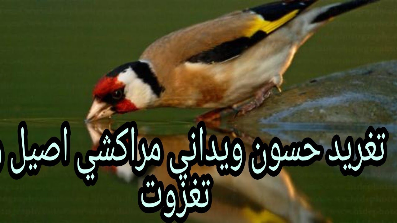 اروع تغريد حسون ويداني مراكشي اصيل وكر توغزة 2020