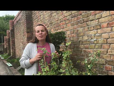 Wideo: Jak sadzić okrywową roślinę okrywową wyki?