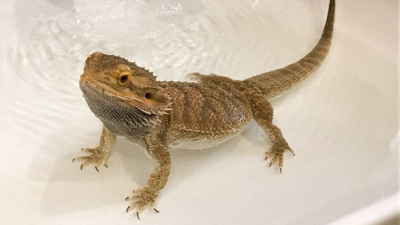 BATH TIME FOR STEEVE!