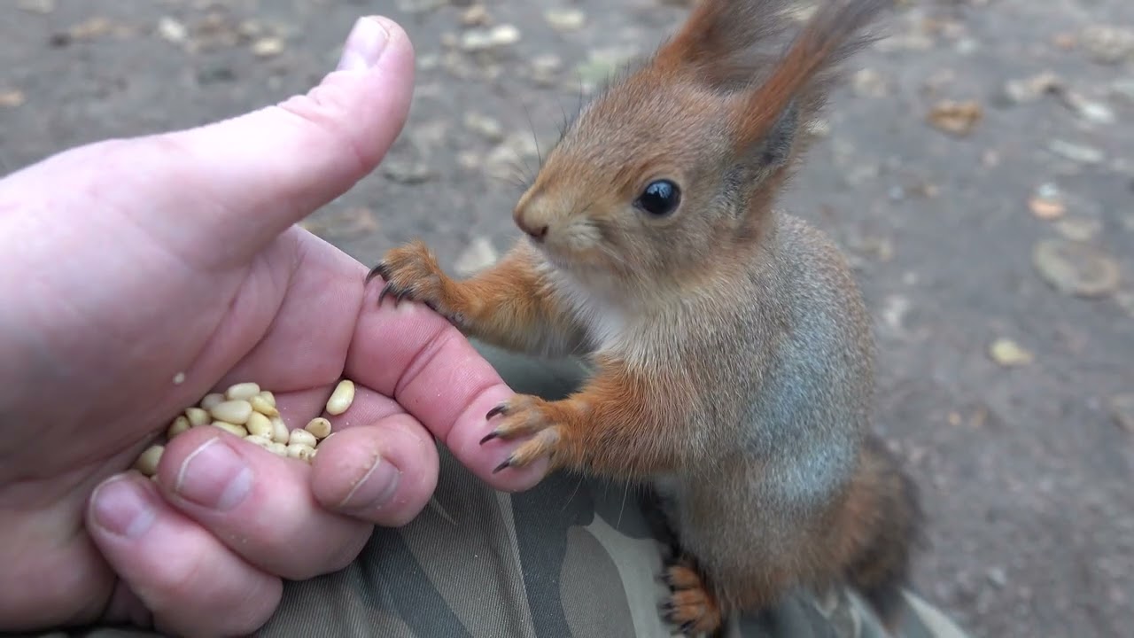 Небольшая зарисовка с коричневой белкой / A small sketch with a brown squirrel