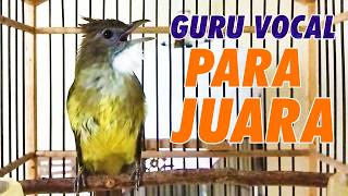 MASTERAN CUCAK JENGGOT GACOR FULL TEMBAKAN SUPER KASAR COCOK UNTUK MURAI BATU