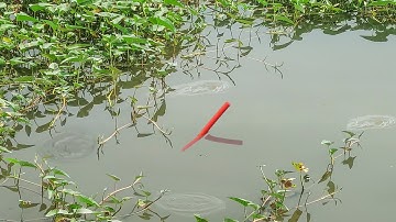 Câu Cá Rô Đồng , Bất Ngờ Đụng Phải Cá Trê Khủng Kéo Chìm Phao Dưới Đám Rau Muống