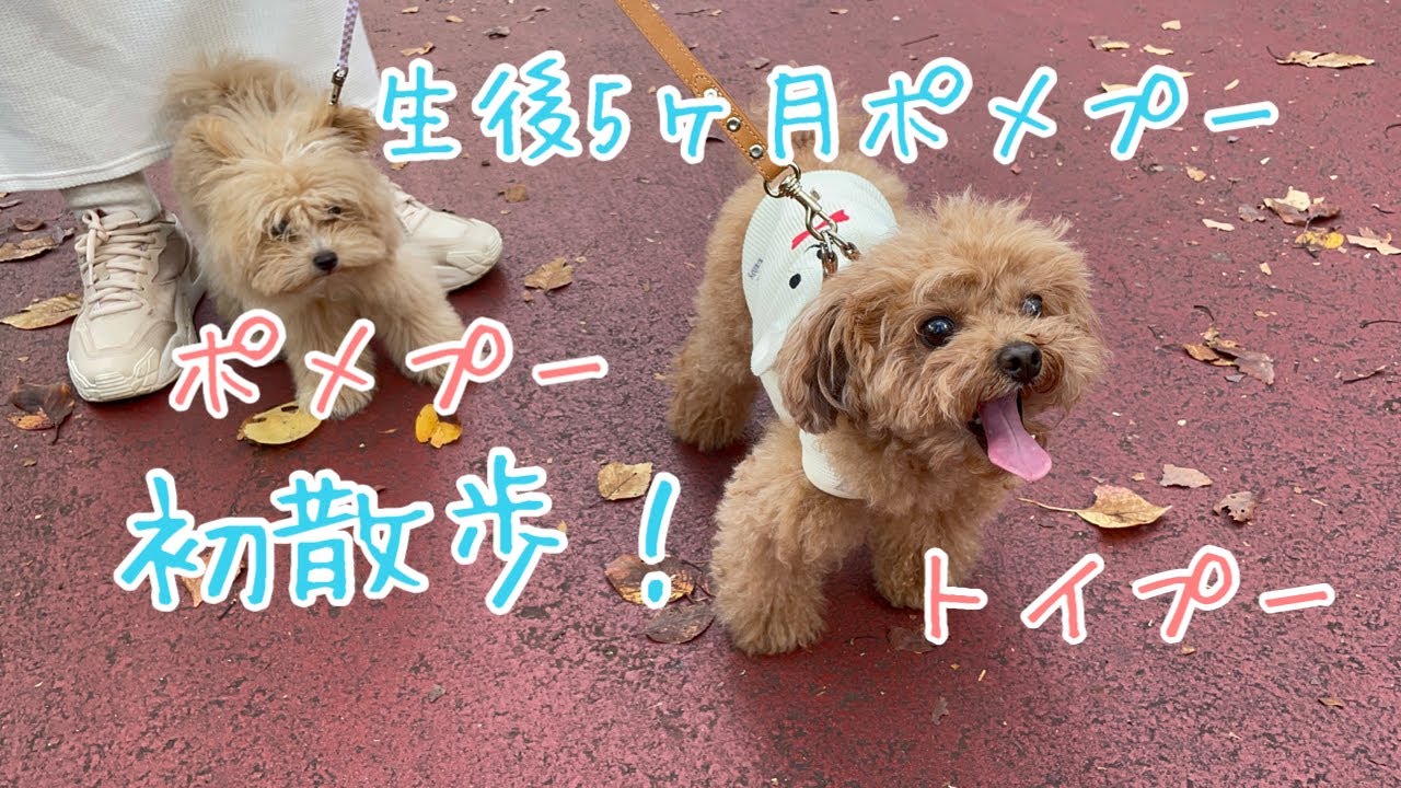 生後５ヶ月のポメプー 初めてのお散歩 With姉犬 トイプー Youtube