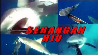 ini dia moster laut yang di takuti  ikan hiu memakan manusia