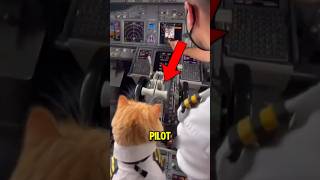 Those Curved Wing Tips On Planes Save Millions In Fuel