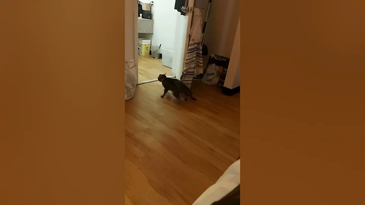 Cats  Freaks out watch to end