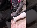 Amazing Wooden Torch Light Frame Making | Satisfying Wood Art Process 🔦 #viral #foryou