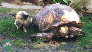 35 Year Old Tortoise Was Super Lonely Until He Met This Piglet | Cuddle Buddies