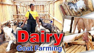 dairy goats farming for more information+254790266190