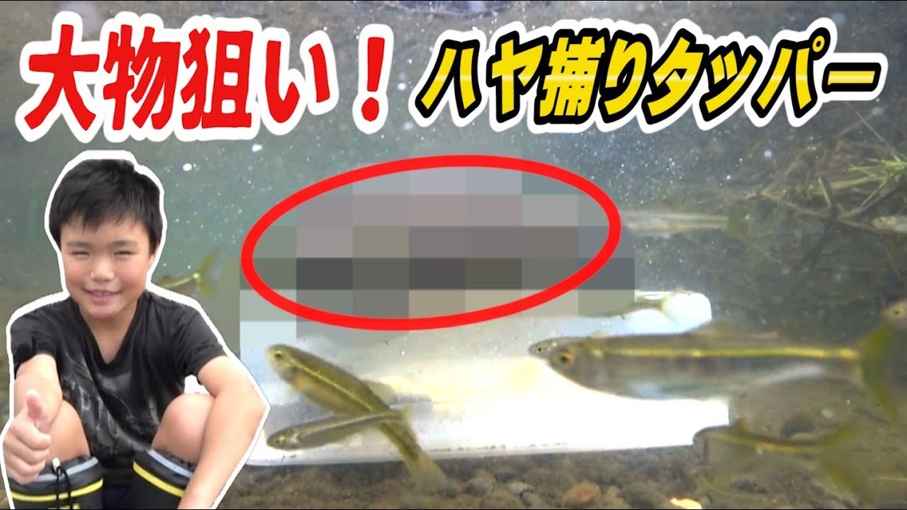 タッパーにミソをぬるだけで大漁 自作ハヤ捕りランプ お魚キラー ペットボトル どれが一番捕れる Youtube