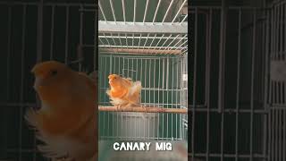 Like a flying angel 🍎🍒🍓♥️ #kenari #birds #bird #canary #birdsounds #canarias #lovebirds #canario