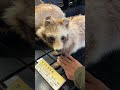 【埼玉県立自然の博物館】触れる剥製 ホンドタヌキを触ってみよう。