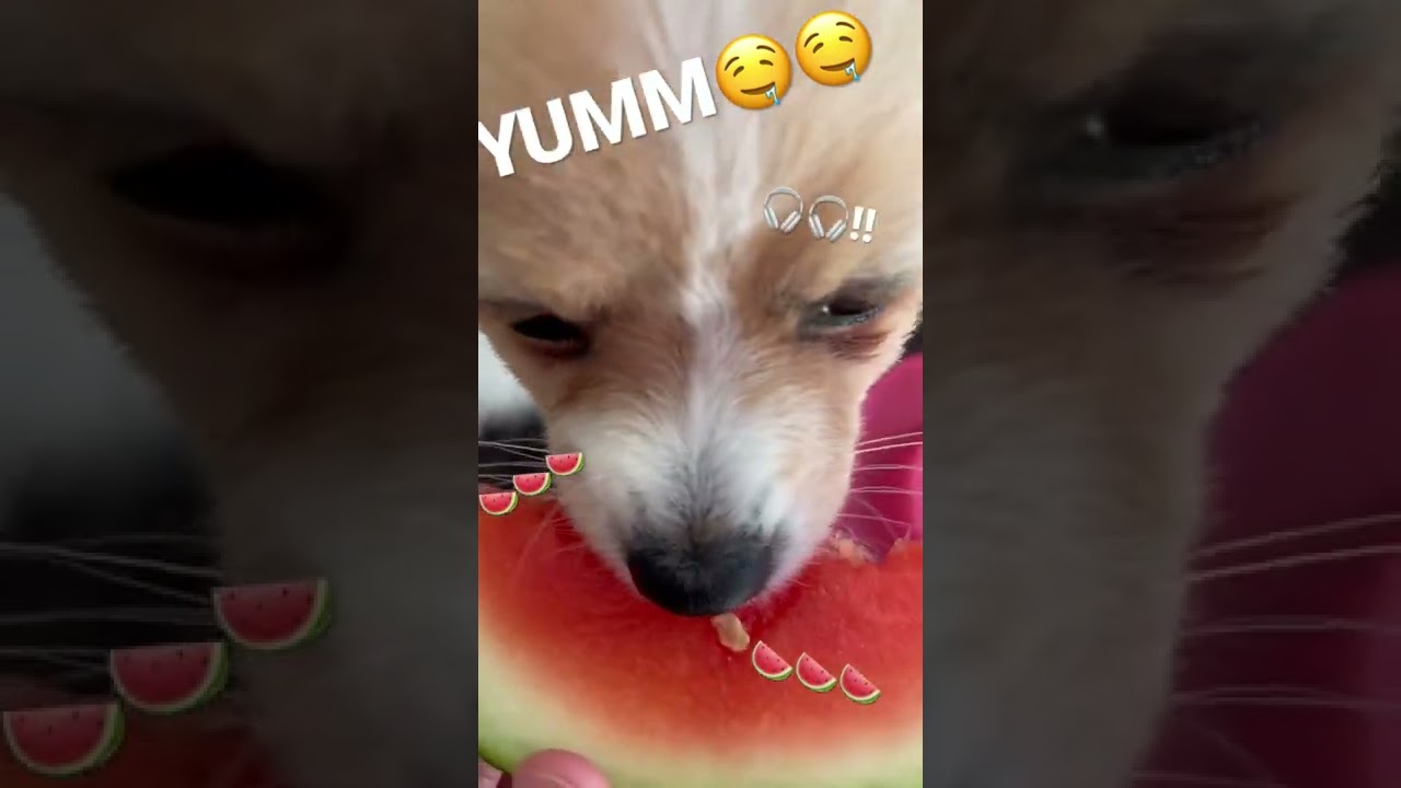 Dog eats MELON 🍉