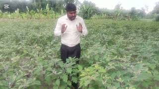 বেগুনের সাদা মাছি দমন পদ্ধতি..বেগুন গাছের পাতা কুকড়িয়ে যায় কেনো? Baguner sada poka domon.....