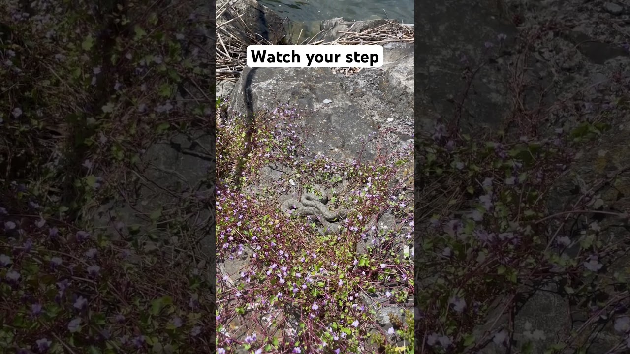 Watch your step when you go swimming 