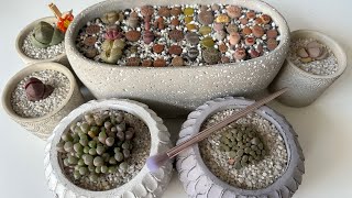 видео: Литопсы/ Lithops. Что делать с литопсом, если он не полинял, а скоро лето? Обзор аизовых. 11.05.2023 картинка: Литопсы/ Lithops. Что делать с литопсом, если он не полинял, а скоро лето? Обзор аизовых. 11.05.2023