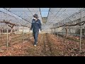 포도밭 발아상태 확인 중 밭 전체 둘러보기 2026년 4월 11일