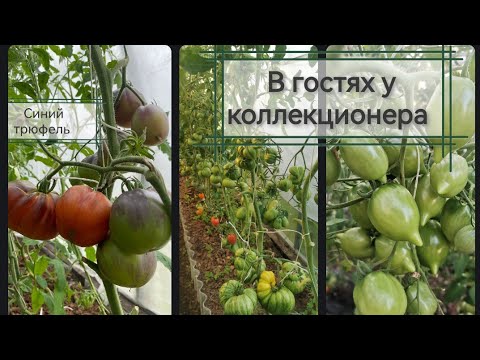 Купить Семена Томатов У Коллекционеров России