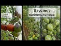 Что нового в 2022 у коллекционера томатов  Натальи Ёлушкиной ?