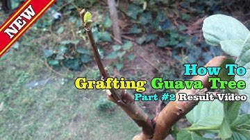 Grafting Guava Tree Tutorial Part #2 Result Video by Grafting Examples