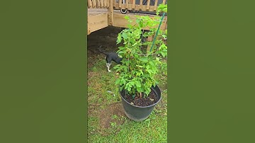 Make Sure To Close Your #Garden #Netting