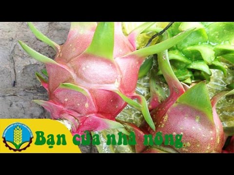 Video Cách phòng và trị bệnh đốm nâu trên trái và cây thanh... - youtube