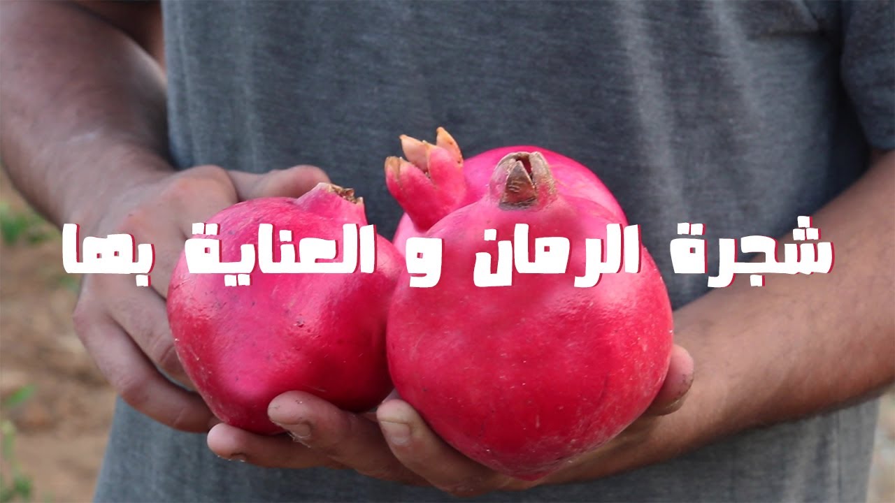 Comment entretenir son grenadier - شجرة الرمان والعناية بها