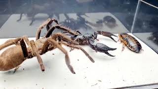 SCORPION vs TARANTULA SPIDER FIGHTING FOR PREY, who will win? Insect Stories-4