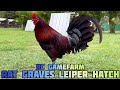 Rat graves leiper hatch  rc gamefarm