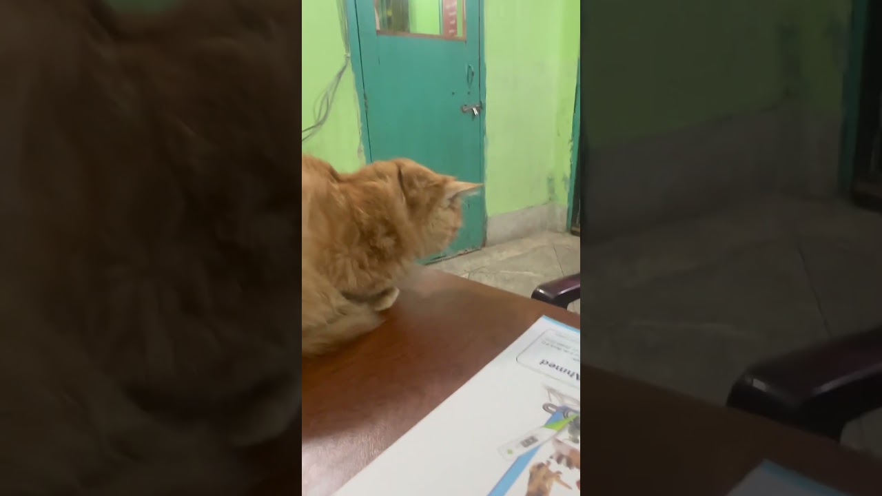 Emergency Veterinary Clinic: Dog Cat Vaccination: AvianVet:VetSurgery:Aquatic AnimalVet: 01912251312