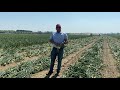 Bland Farms Crop Update - April 2021