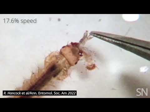 Watch young mosquitoes eat one another | Science News