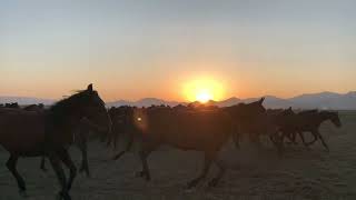 Kırık Mızrap - Güneş Doğacak Resimi