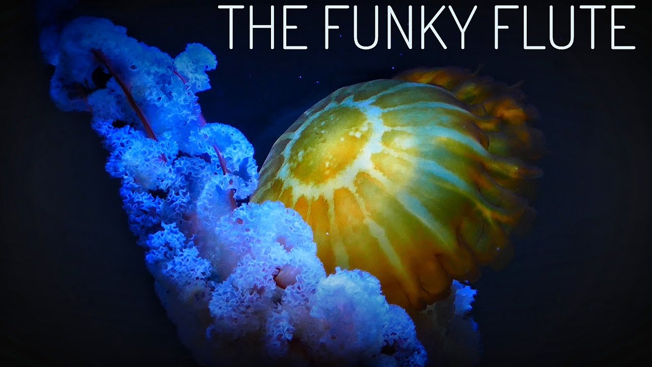 THE FUNKY FLUTE YouTube
