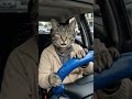 O Gato Virou Motorista de Aplicativo!