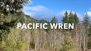 Wild Bird’s Spring Song / Pacific Wren / Весенняя Песня Тихоокеанского Крапивника