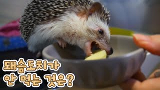 Will gluttonous hedgehog Ruby really eat anything?