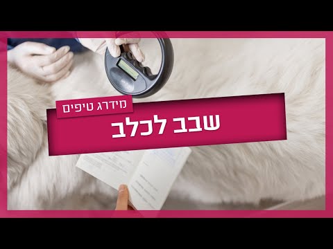 שבב לכלב - מה זה ואיך זה עובד?