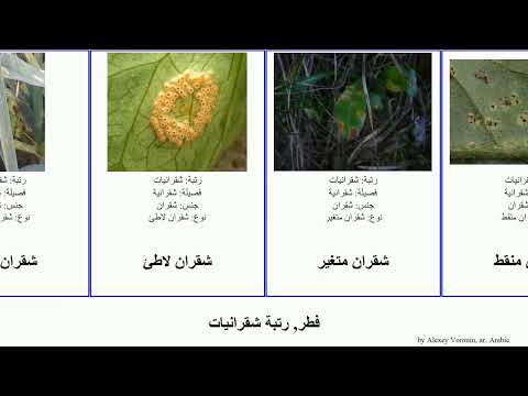 فطر رتبة شقرانيات بوشيني Fungus صدأ متغير صنخة جريسي زنيقة Chris شقرانية ثومي حلقي شصب الفول رعيث
