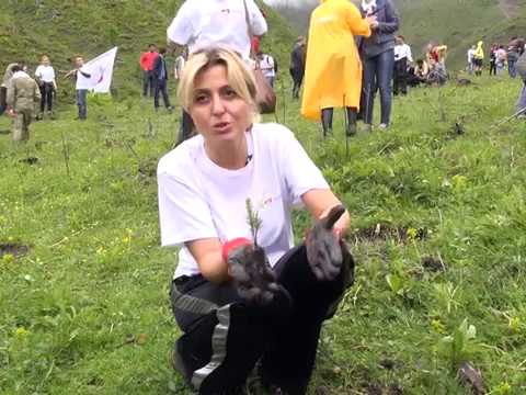 \"აღადგინე ბორჯომის ტყე\" - კამპანიას \"ავერსი\" და \"ვისოლი\" შეუერთდნენ