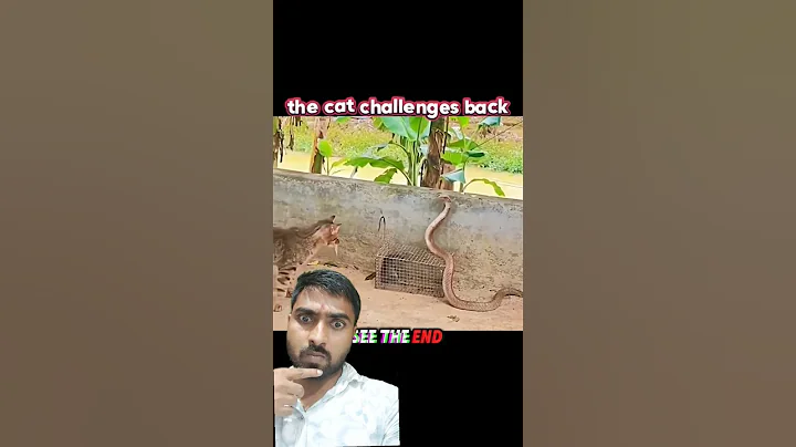 the cat challenges back #wildliferescue #snake #animals #wildlife #trending #cat #seeman #shorts