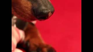 Crusoe Watches 50 Shades Of Grey Movie Trailer