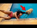 QUANDO VOCÊ QUERIA UM ANIMAL ANTI-ESTRESSE, MAS ARRANJOU UM ENCRENQUEIRO