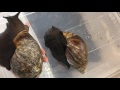 Two Huge Snails