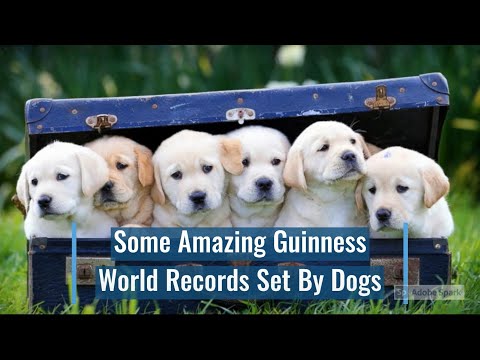 Some Amazing Guinness World Records Set By Dogs