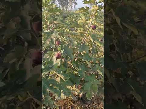 مزرعه تين اسباني عمر ثلاث سنوات تحت إشراف م أمام م محمود