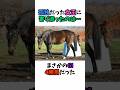孤独だった女王に寄り添ったのは…まさかのGI4勝馬だった #競馬 #horse