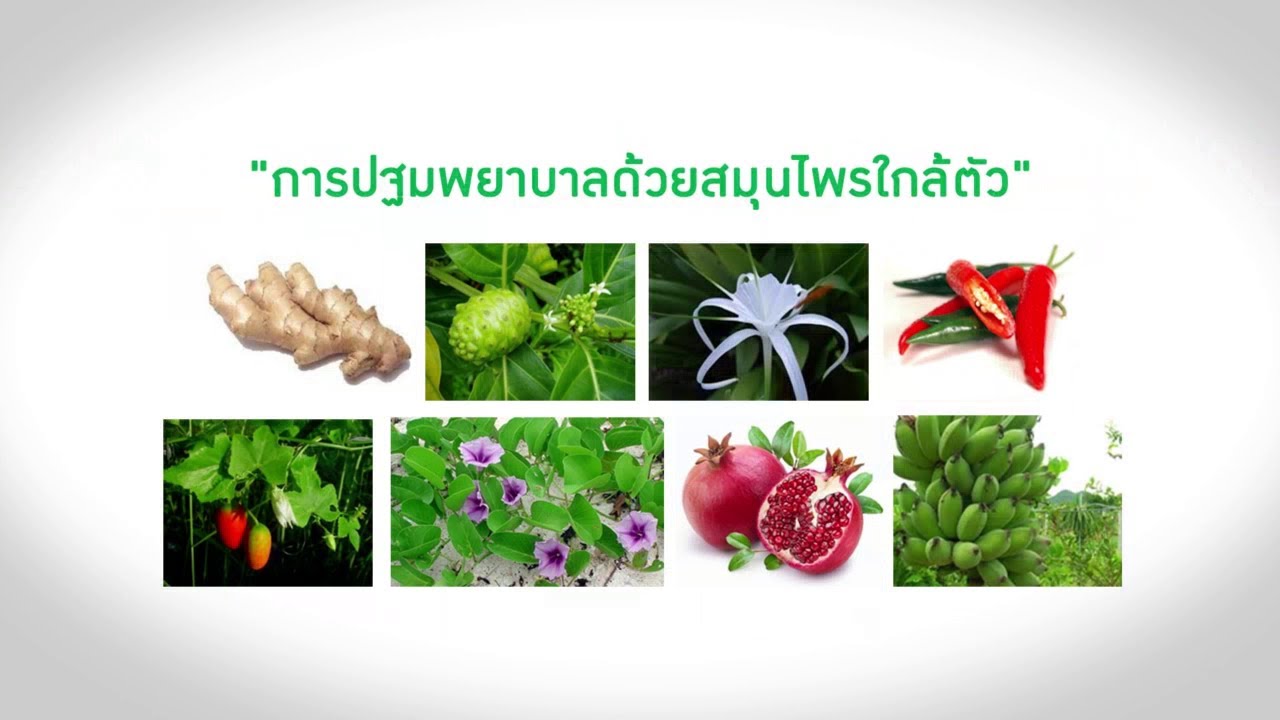 เล็กๆเปลี่ยนโลก [by Mahidol] การปฐมพยาบาลด้วยสมุนไพรใกล้ตัว ตอน 1 (1/3) - รักษาด้วยสมุนไพร