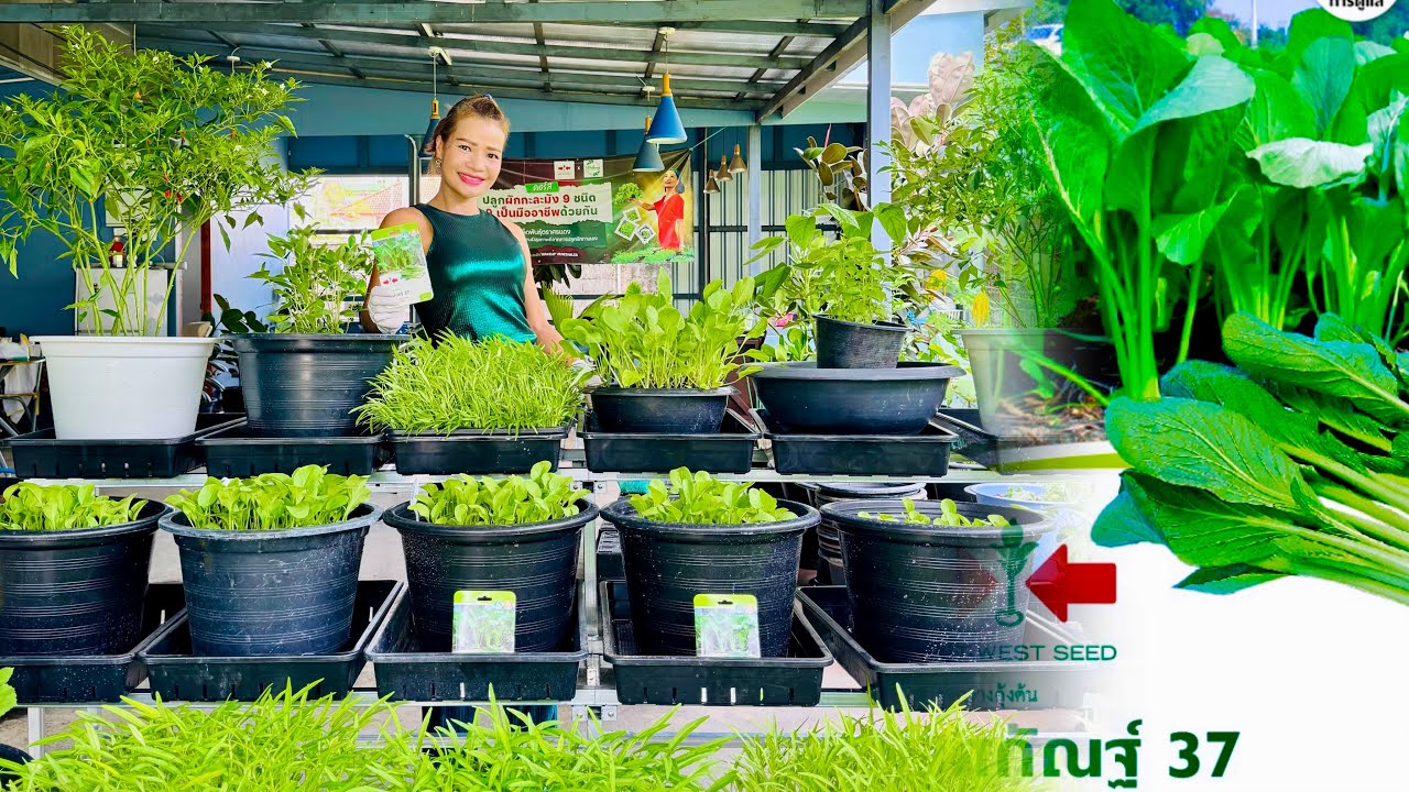 🥬มาดูวิธีป้องกันหนอน🐛 มด🐜แมลง🪰ของเรา รวมถึงการดูแลให้ผักงาม เราตัดมาให้แล้วนะ #ป้องกันหนอน #ออแกนิค