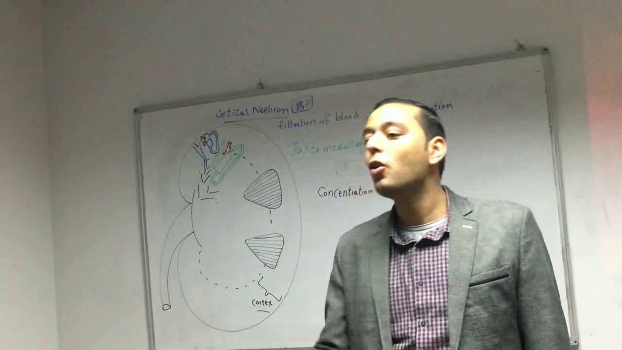 Renal physiology and pharmacology basics for USMLE (Step 1 and Step 2 ...